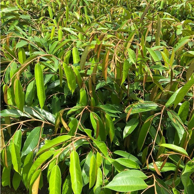 Cây giống sầu riêng ri6 siêu lùn ( cây ghép siêu sớm ) ( sản phẩm có bảo hành toàn quốc) (giao nhanh)