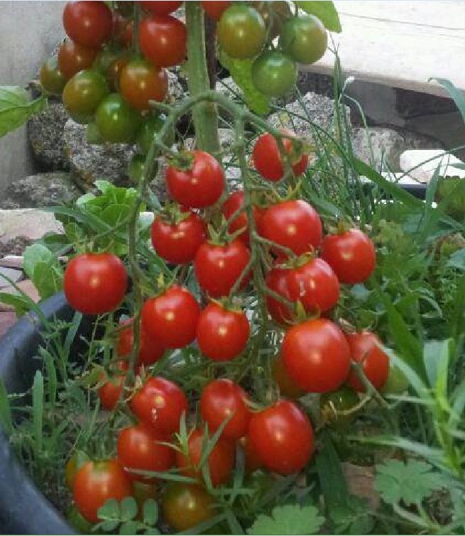 Hạt giống cà chua bi chùm ( cà chua bi dây đỏ ) - gói 30 hạt