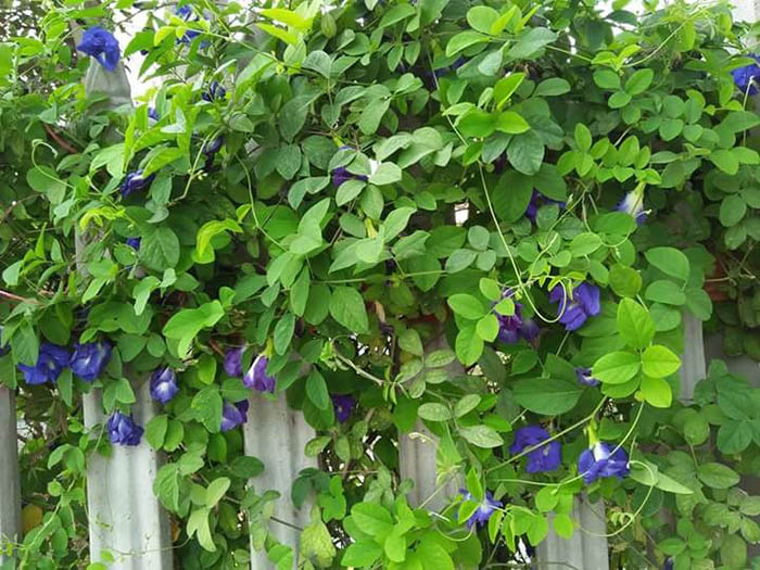 🍒Hạt Giống Hoa Đậu Biếc🍒 (Dễ trồng, hoa to) - 1gr/gói