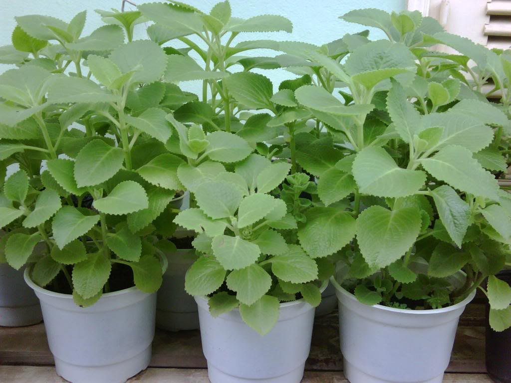 Hạt Giống Húng Chanh 0.1gr