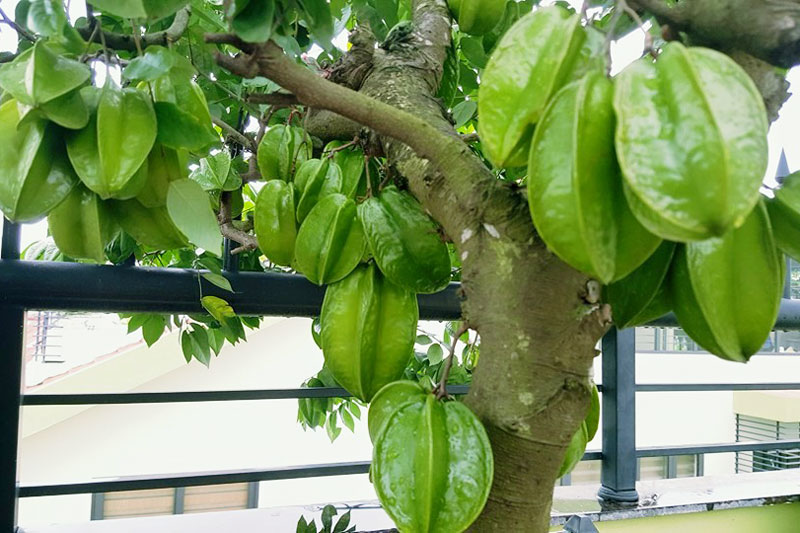 Cây giống Khế Chua siêu sớm.