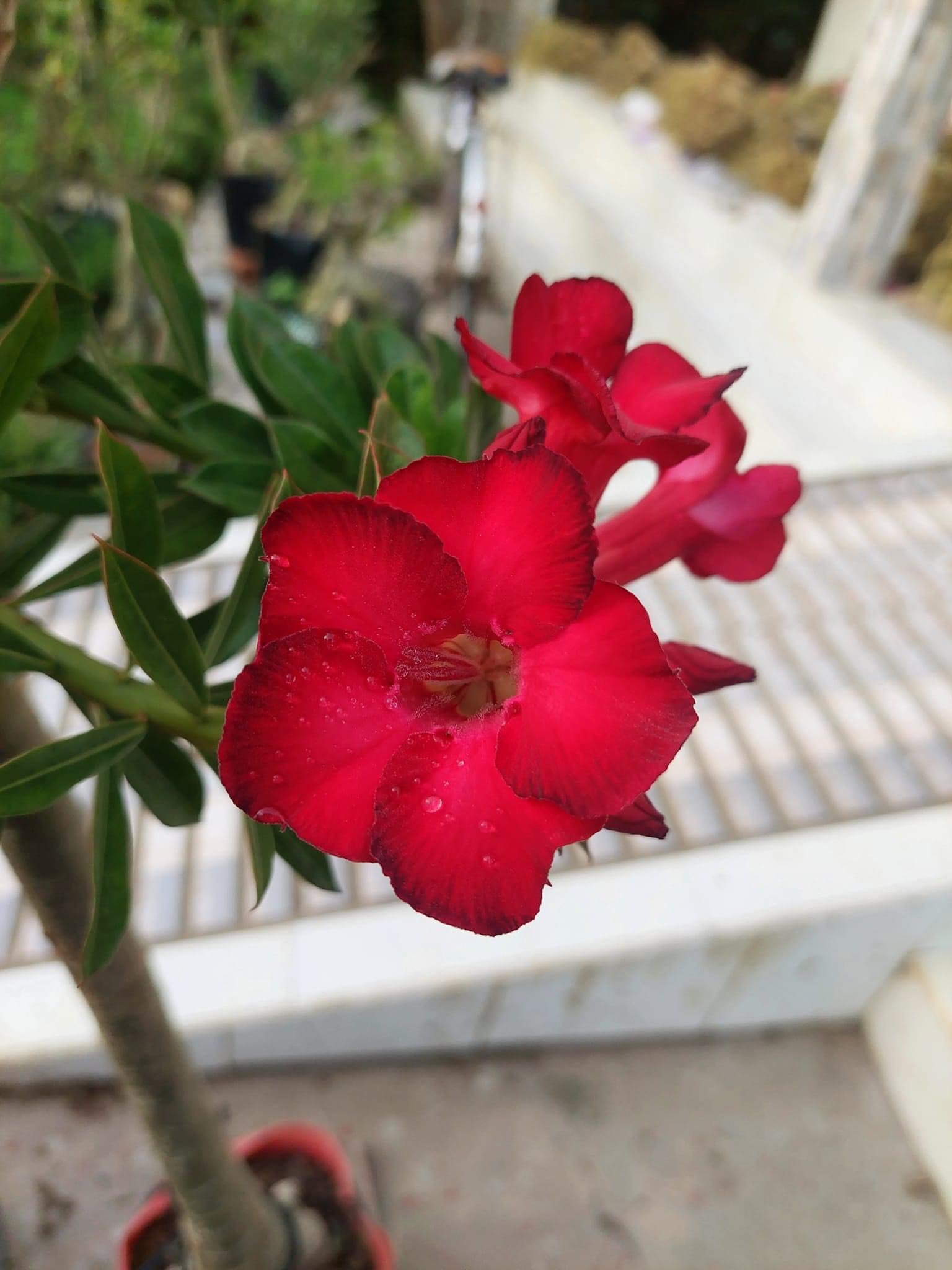 Cây hoa sứ thái màu đỏ ruby giống siêu hoa (gửi cây cỡ ảnh 4)