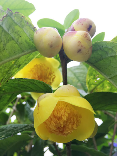 COMBO 2 cây TRÀ HOA VÀNG