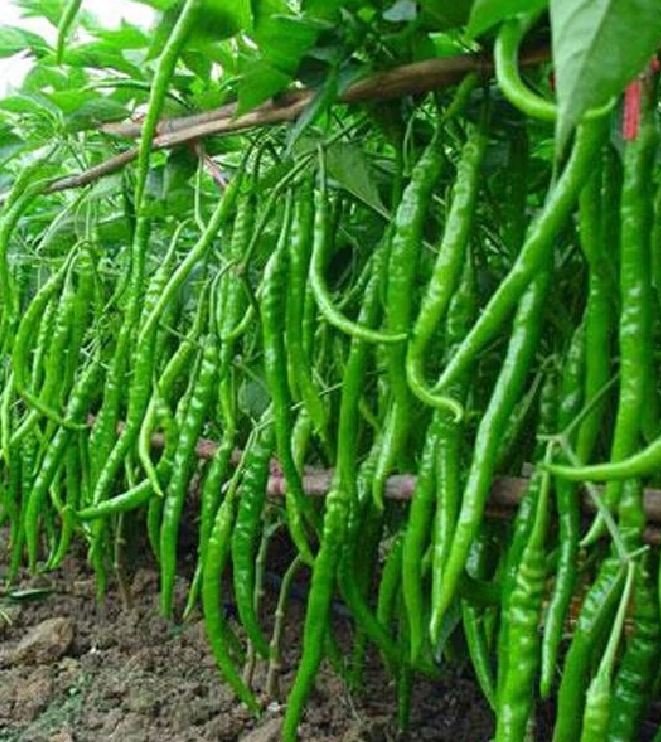 Hạt giống Ớt chỉ địa túi 30 hạt - VTNT