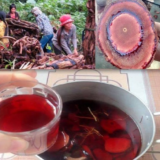 CỎ MÁU TĂNG CÂN