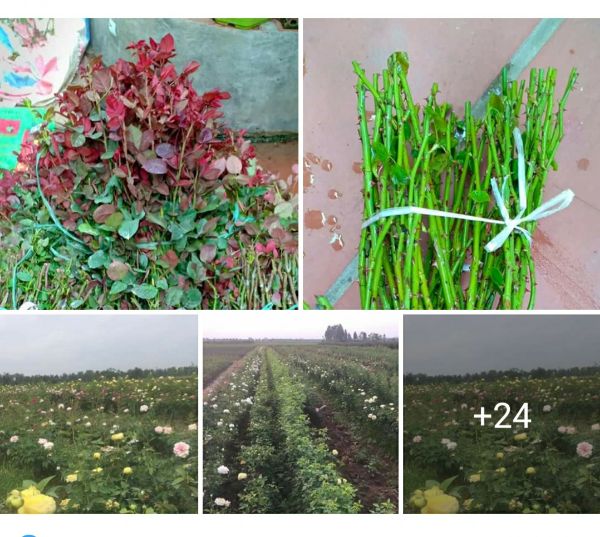 Gốc Hoa Hồng Bụi Siêu Nụ Cực Dễ Chăm