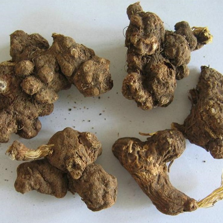 Bột Bạch Truật