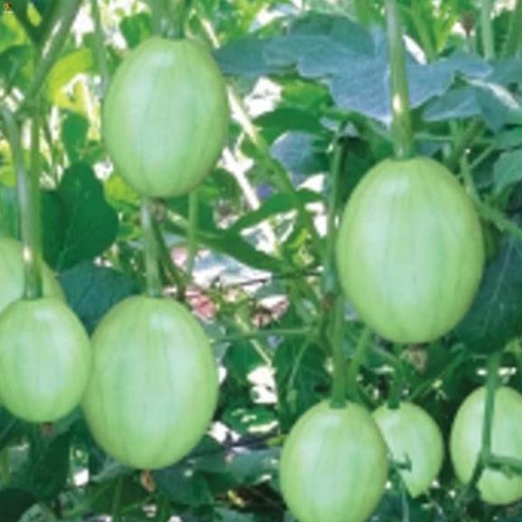 Hạt dưa hấu nụ, dưa canh - gói 5 gram
