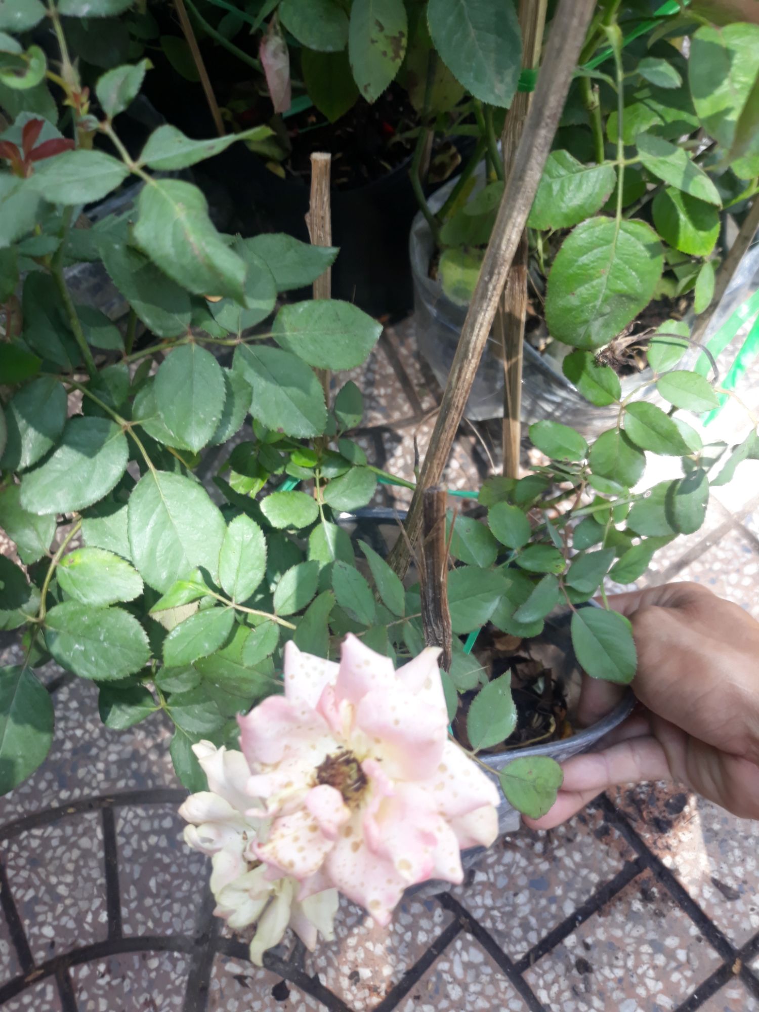 Chậu hoa hồng nhung cực đẹp