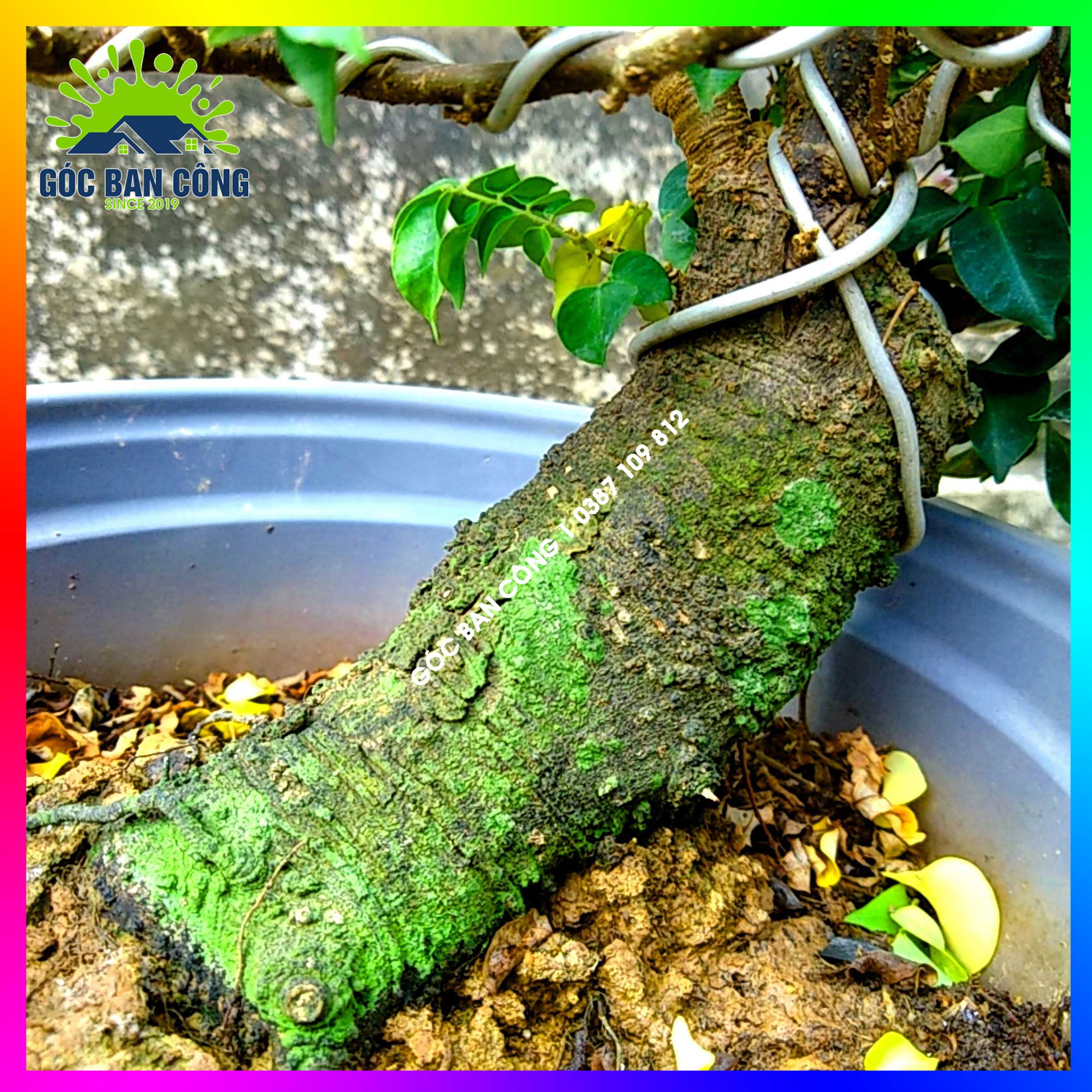 Cây Khế Bonsai Mini Gốc Quái - KBS06