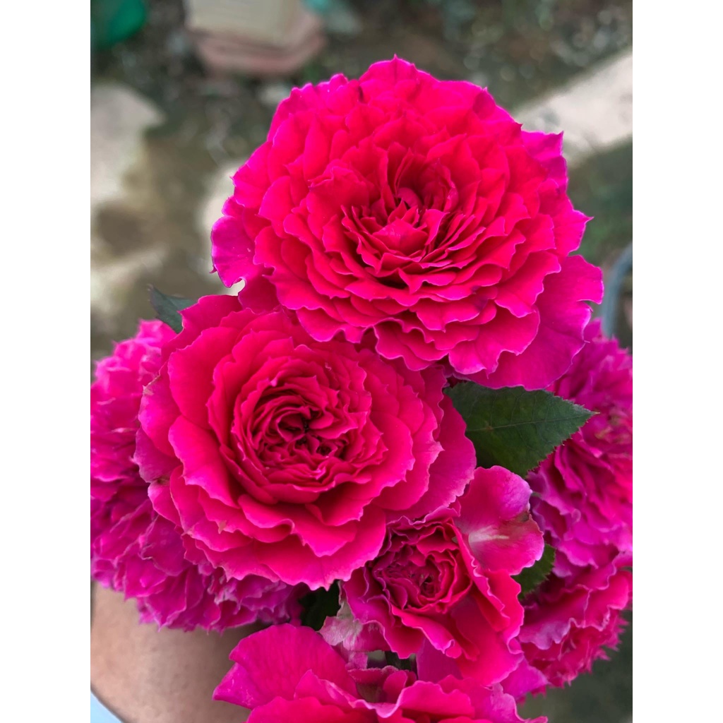 3 hoa hồng leo Pháp các màu