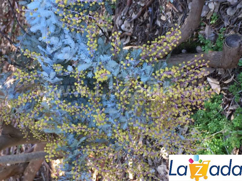 50h Hạt Giống Cây Mimosa Me Tím (| -KD: B21*X55*M197)