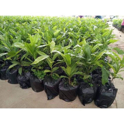 CÂY GIỐNG VÚ SỮA HOÀNG KIM
