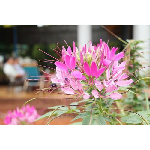 Hạt giống hoa Hồng Ri Túy Điệp Nhiều Màu - 1 gói 30 hạt