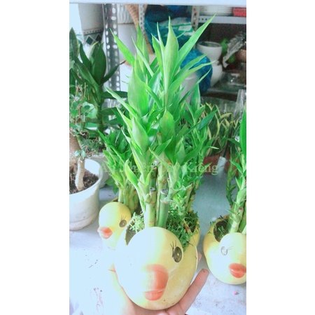 Chậu Cây Trúc Phát Tài