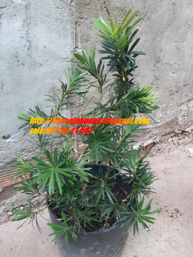 Tùng la hán bonsai mini
