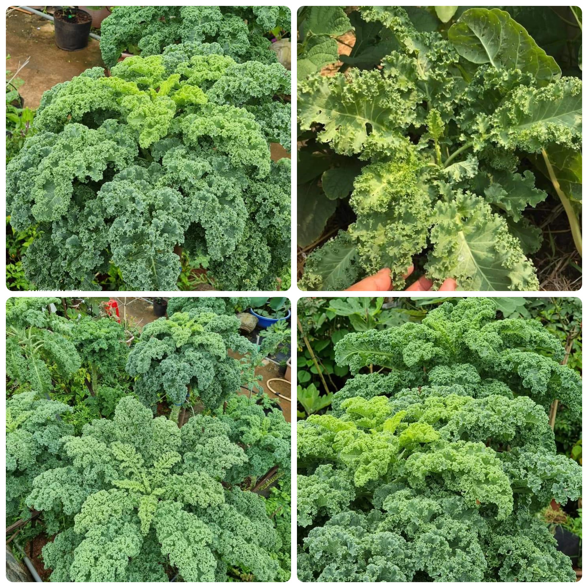 Hạt giống Cải Xoăn Kale gói 5gr~500 hạt, chịu nhiệt, trồng quanh năm
