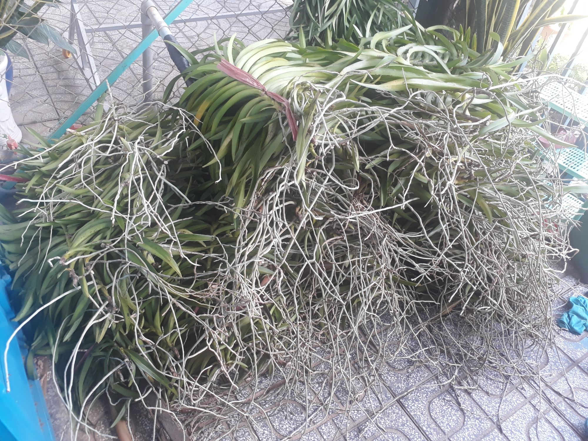 2 Cây Lan Giống Mokara Màu Đỏ(Cây cao 70-80)