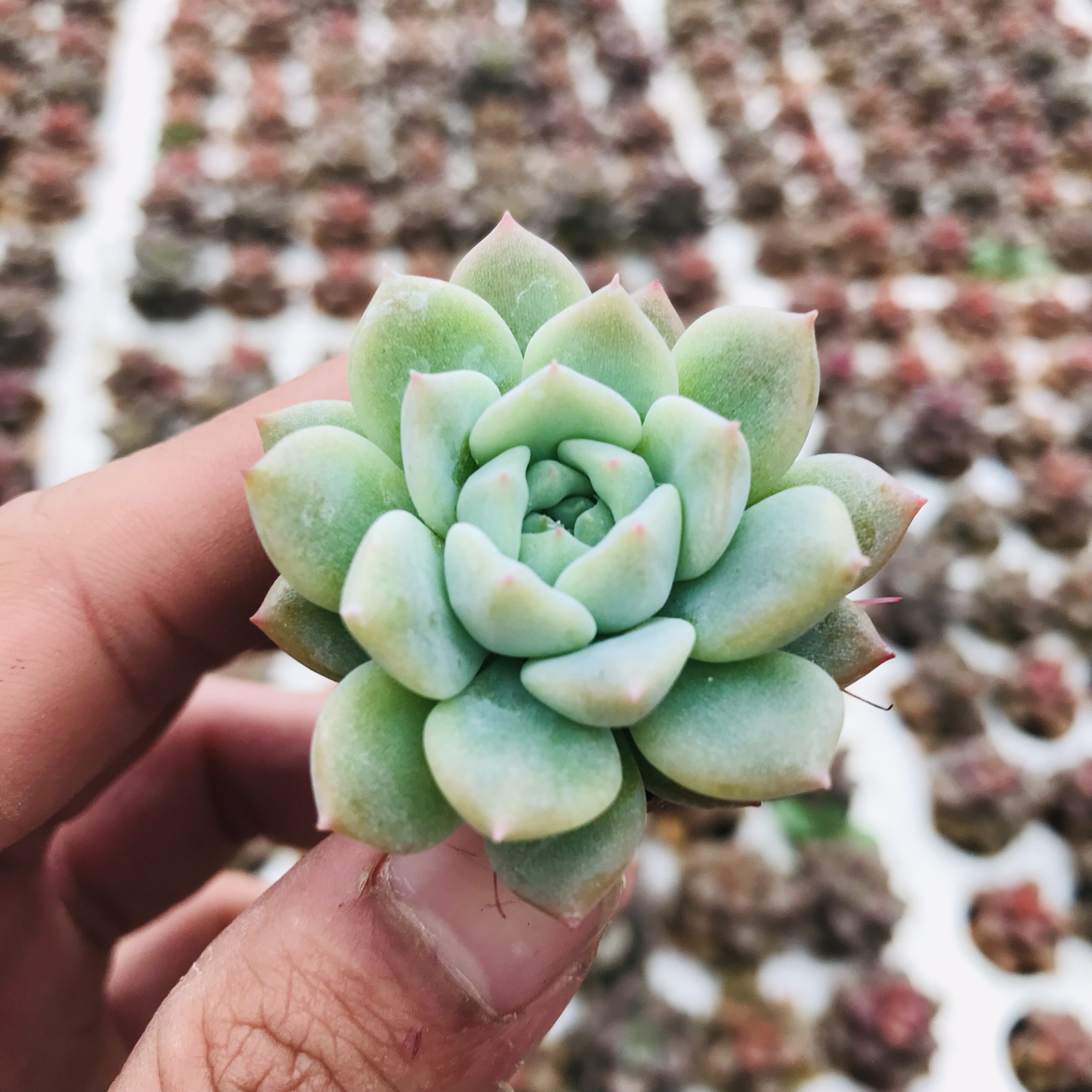 SEN ĐÁ DÙ HỒNG SIZE MINI SIÊU KHỎE ĐẸP LỖI 1 ĐỔI 1