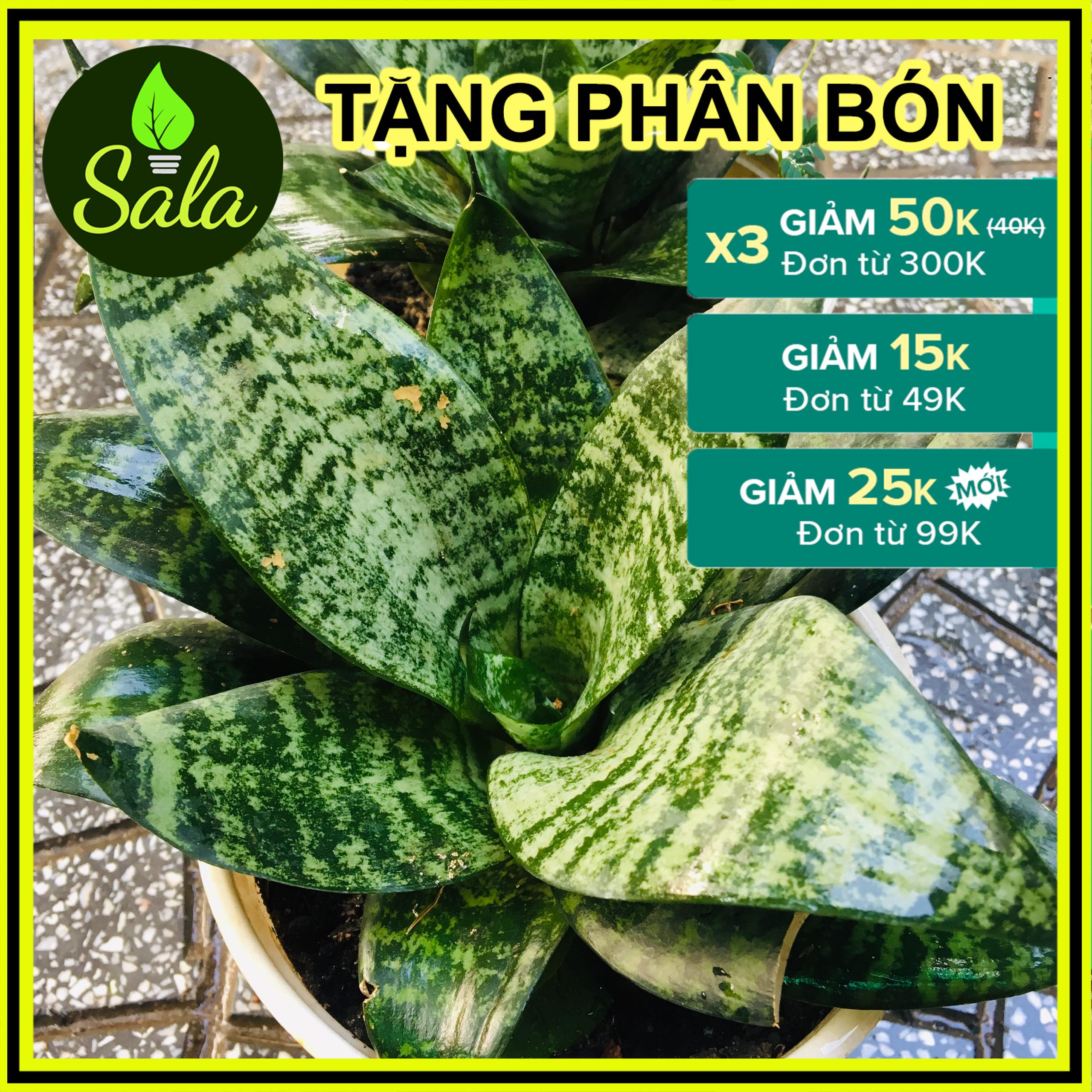 CÂY LƯỠI HỔ LÙN XANH XÒE Y HÌNH