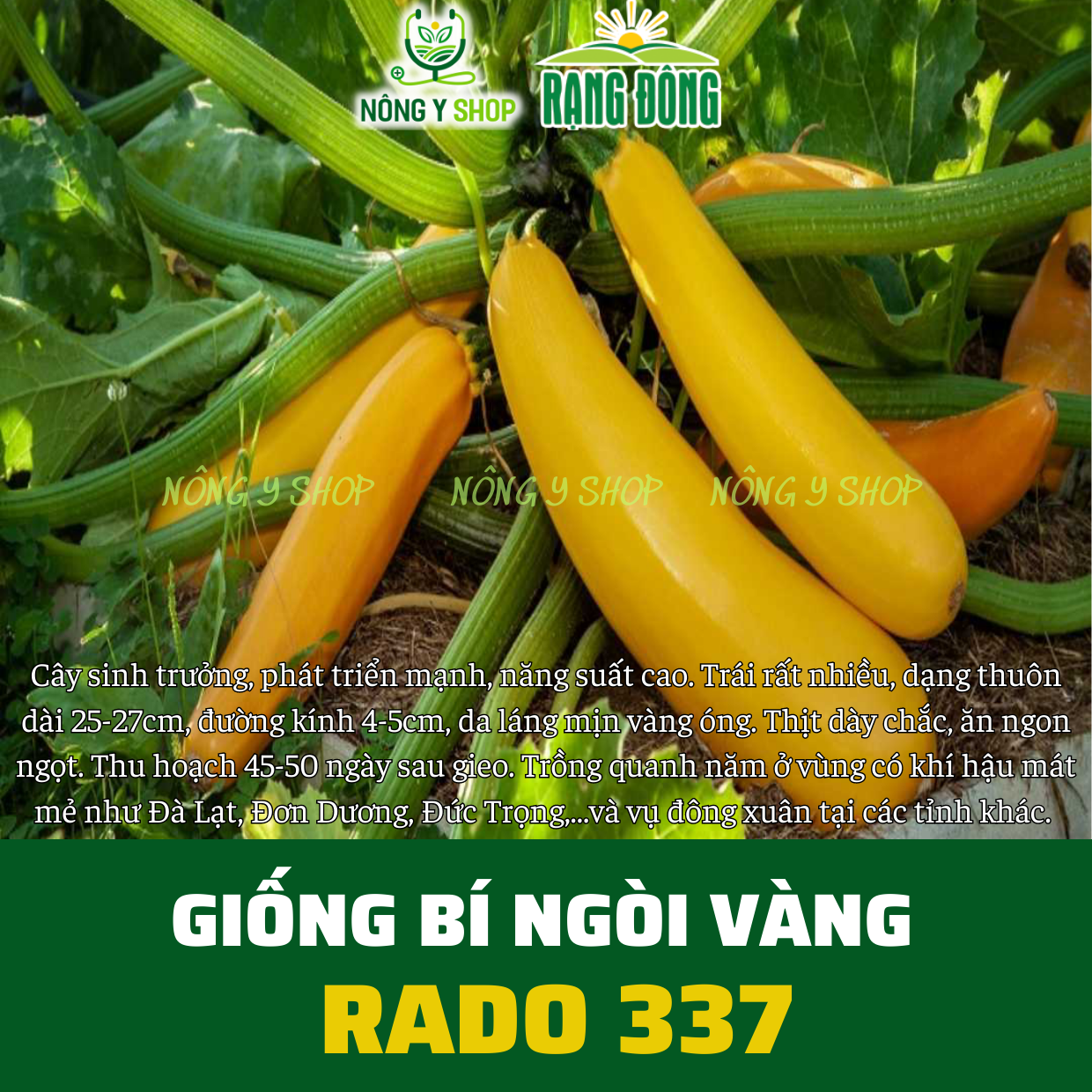 Hạt giống các loại bí ngòi Rạng Đông, bí ngòi xanh, bí ngoài vàng, bí ngòi tròn, dễ trồng, sai trái, dễ chăm