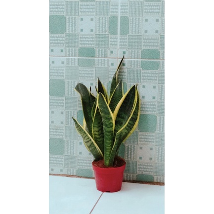 Cây Lưỡi Hổ cao 30cm