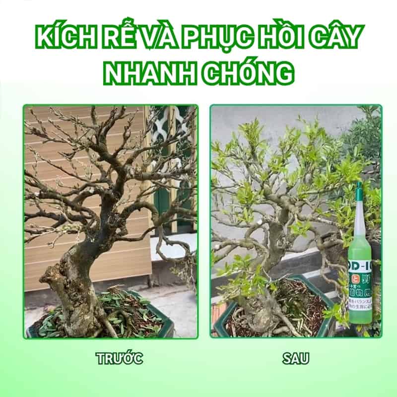 Combo Siêu Kích Rễ - Kích Chồi - Làm Liền Sẹo Cho Cây