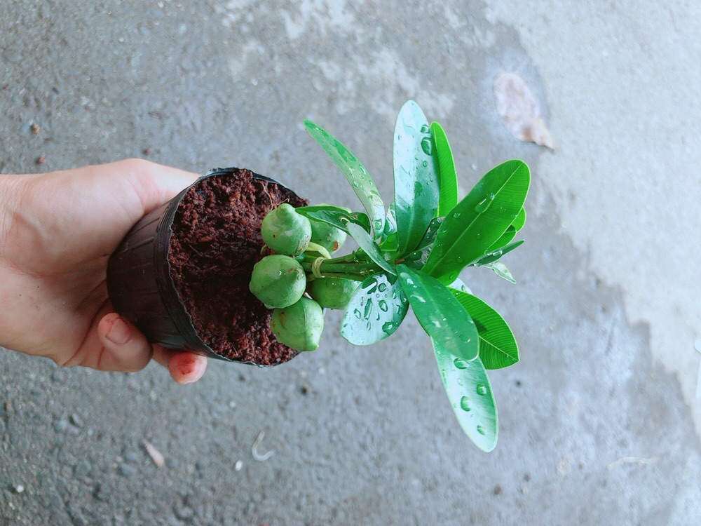 Cây May Mắn