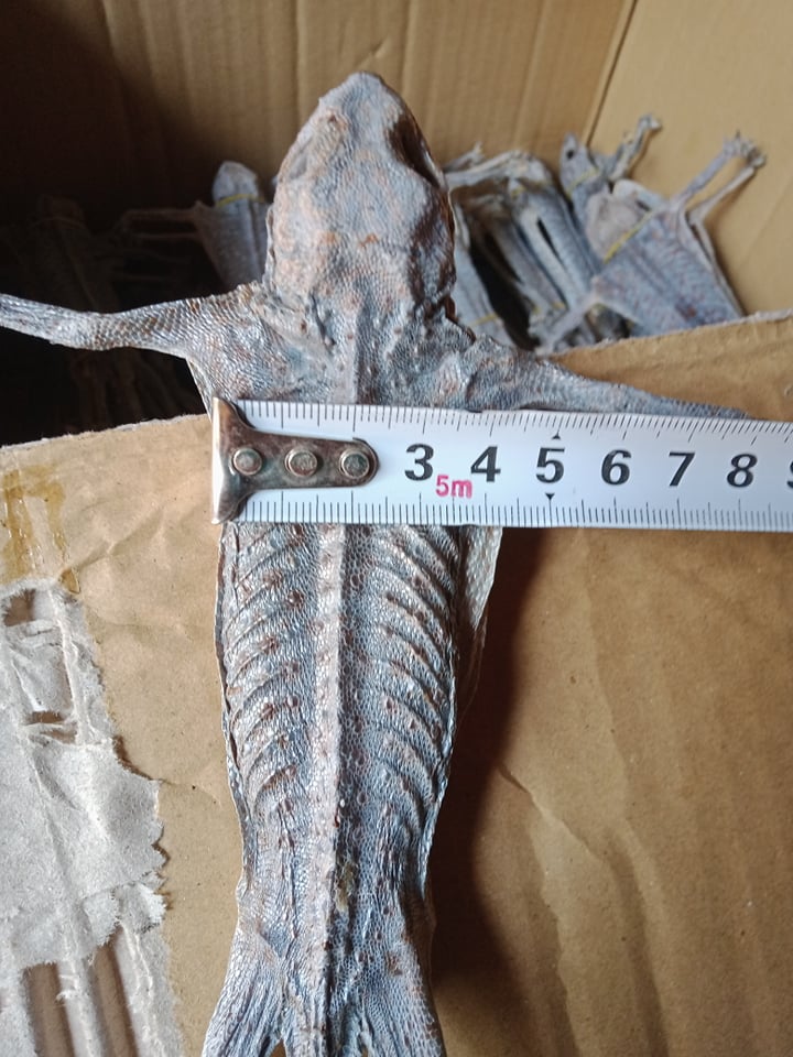 4 con tắc kè khô. Khô tắc kè 2 cặp