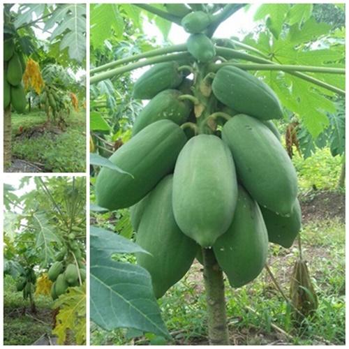 Hạt Giống Đu Đủ Lùn Siêu Quả Loại Dễ Trồng. Túi 5 Hạt