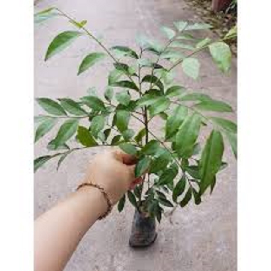 COMBO 5 CÂY GIỐNG CÂY MẮC MẬT