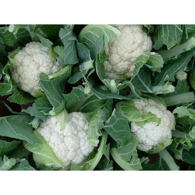 Keo Liền Sẹo cây Mỹ Morrison 100gram
