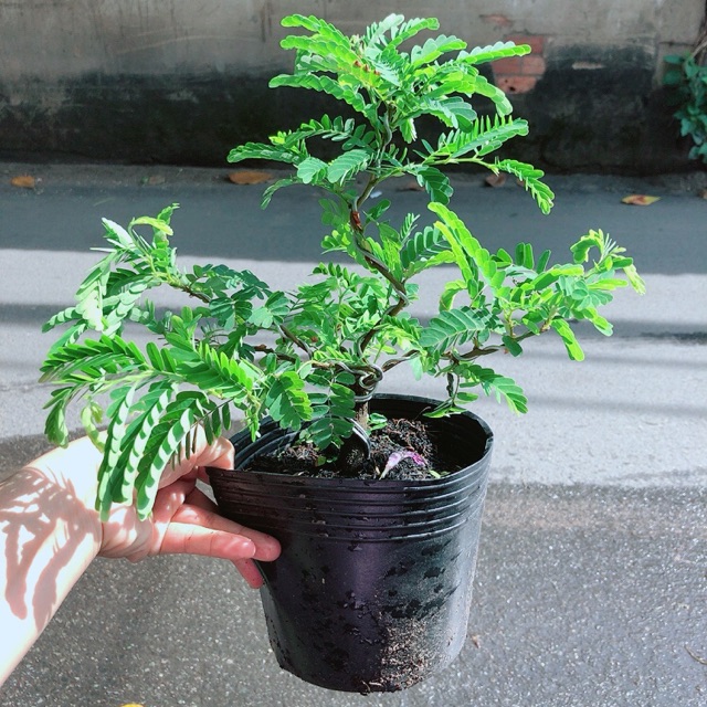 [HCM]Cây Me Bonsai