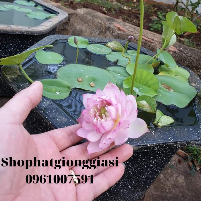 (Đã Cắt Đầu) Combo 10 Hạt Sen Mini Full Màu
