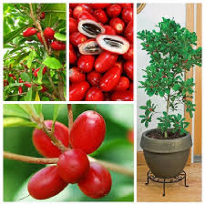 CÂY GIỐNG CÂY THẦN KỲ QUẢ ĐỎ
