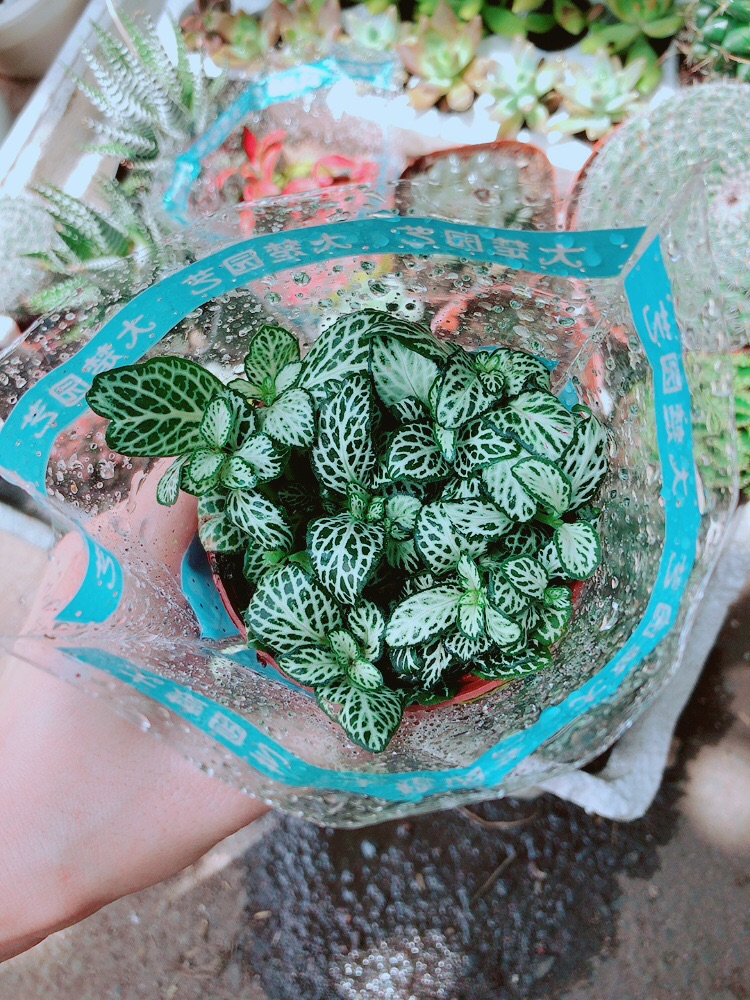 cây cẩm nhung (cây may mắn)