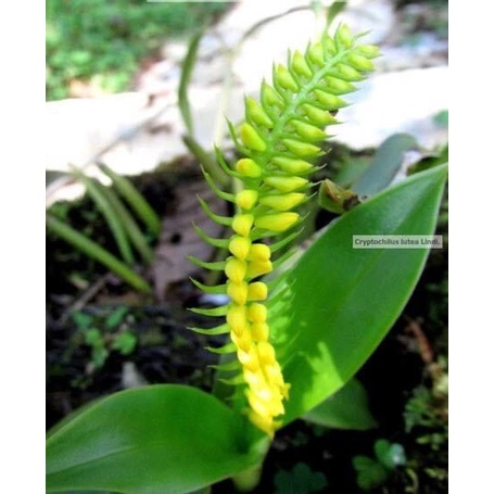 Hoa Lan đột biến móng rùa