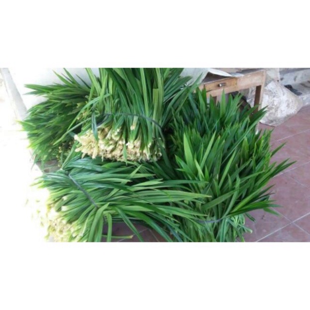 1kg Trà đậu đen xanh lòng + Lá dứa( túi 1kg rang Sẵn)