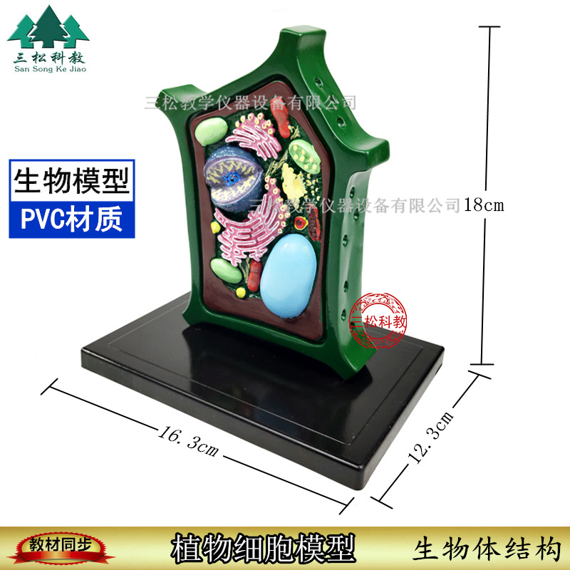 Mô hình tế bào thực vật mô hình giải phẫu sinh học mẫu vật vi mô thực vật đồ dùng dạy học mô hình khuếch đại tế bào
