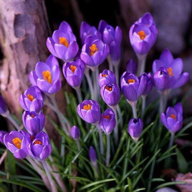 Hoa nghệ Tây saffron