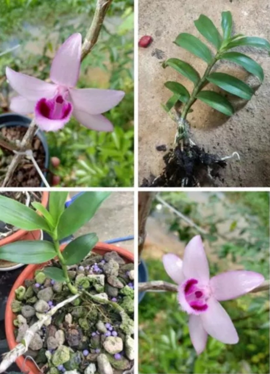 Cây giống hoa lan Tím Tuyên Quang