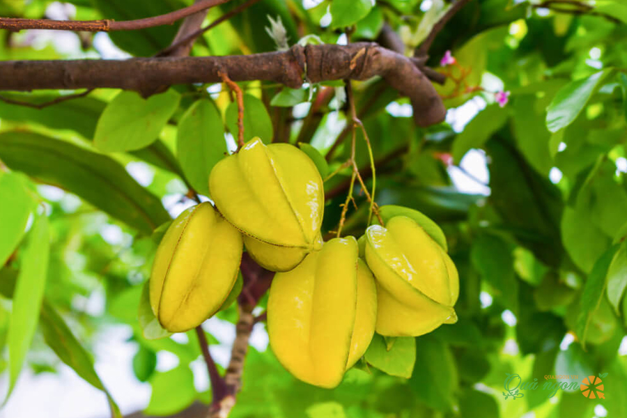 Hạt giống Khế chua/ngọt - gói 10 hạt