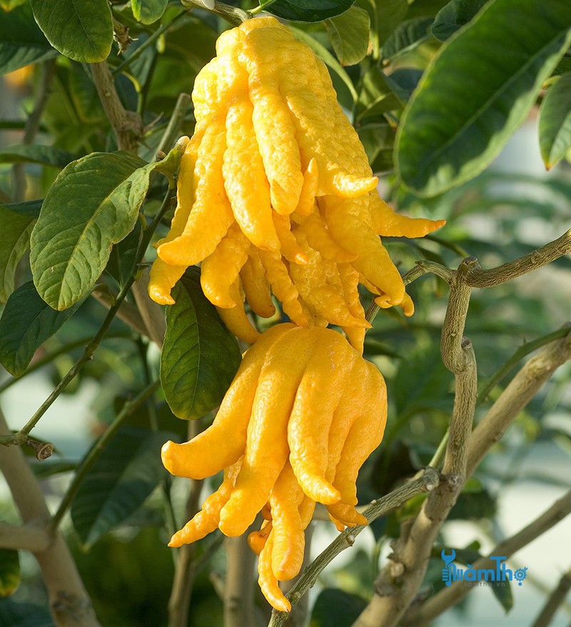 Cây giống Phật Thủ