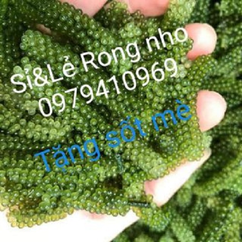 Rong biển (Nho biển) Nha Trang 100gr