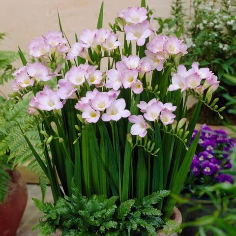 Củ giống hoa lan nam phi hoa màu trắng hồng - 1 củ