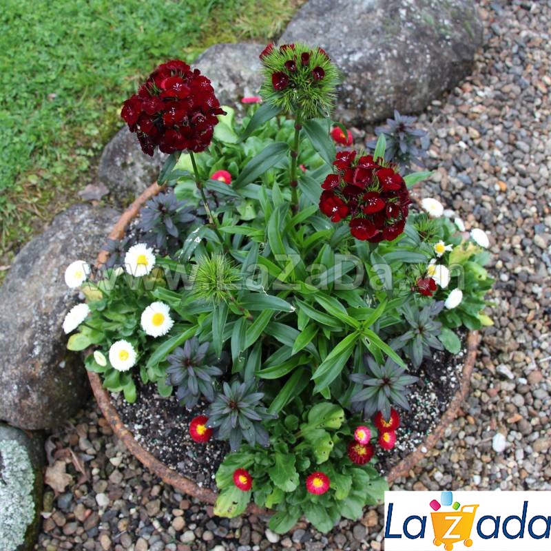100.HAT Hạt Giống Hoa Cẩm Chướng Đen (KD| -KD: B23*X58*M236)