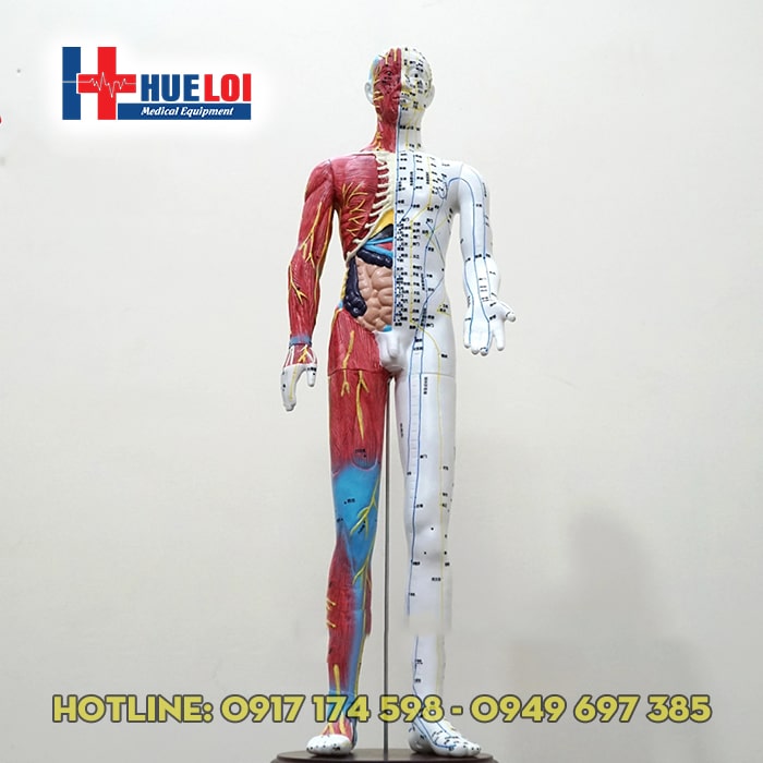 Mô hình huyệt vị kinh lạc người 65cm