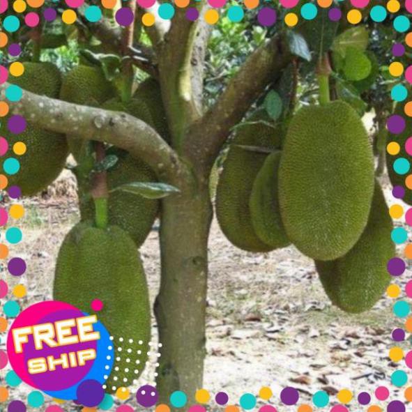 Cây mít nghệ tứ quý giống