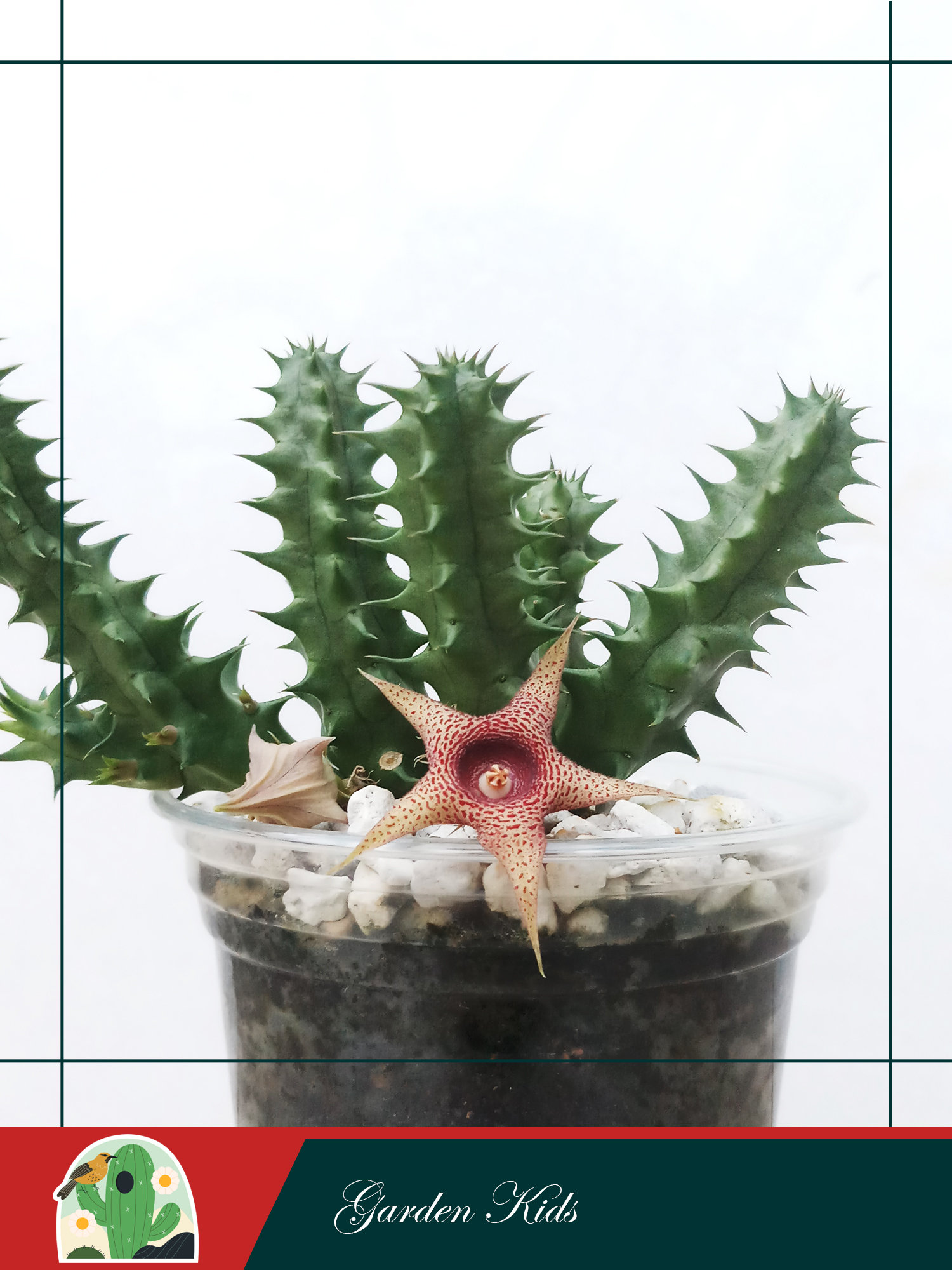 Xương rồng sao biển hoa đỏ (Huernia Korat Star)