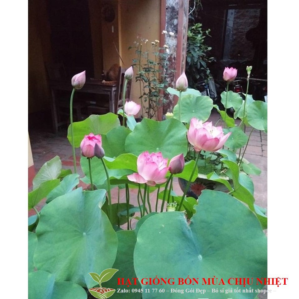 MA3D GÓI 5 HẠT GIỐNG SEN TA( SEN HỒNG VN)